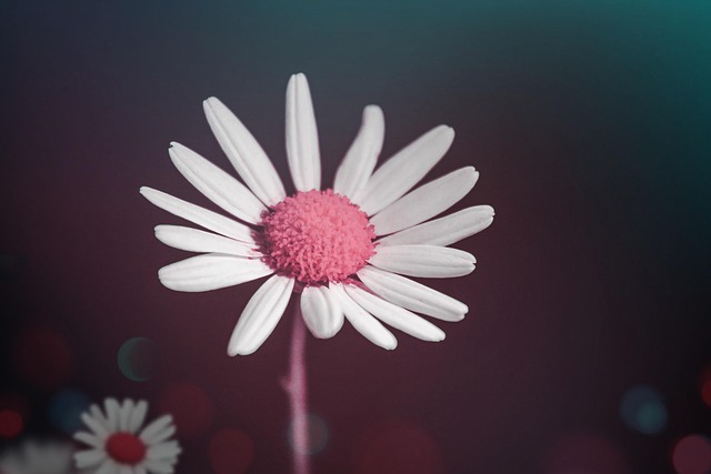 Lissabon sporvogn kører gennem smalle gader med farverige bygninger